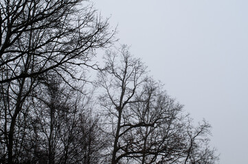 silhouettes of bare trees on a gray day