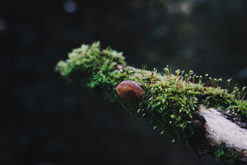 Obraz premium green moss on a tree