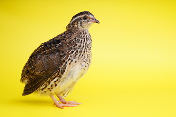 Isolated Japanese quail on yellow background.