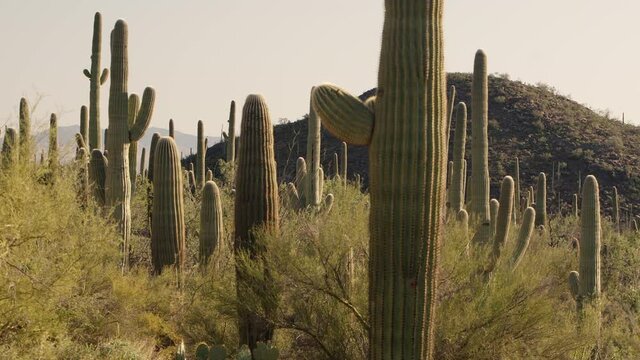 Saguaro National Park at sunset, Tucson, USA. Panorama right to left.