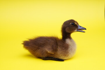 cute young duck on yellow isolated background.