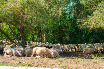 Obraz na płótnie Canvas herd of sheep in field