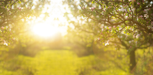 Abstract spring background of blossoming tree. Spring flowers defocus. Copy space.