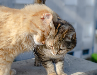 Fototapeta premium Closeup shot of two friendly tabby cats snuggling