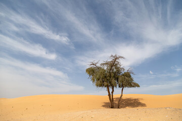 Lonely tree in the desert in the UAE in a cloudy day