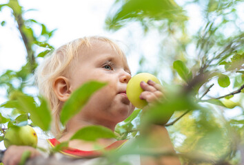 A little dirty girl sits on a tree and licks an unwashed apple. The concept of a natural and environmentally friendly product.