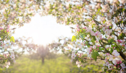 Naklejka premium Abstract spring background of blossoming tree. Spring flowers defocus. Copy space.