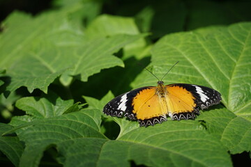 A beautiful orange and black butterfly with white spots on green leaves