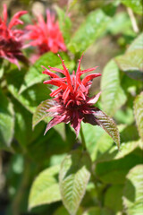 Bee balm Cambridge Scarlet