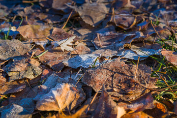 Fallen leaves in the hoarfrost in an early winter morning. Early winter and frost on fallen leaves