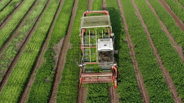 Parsley Harvester processing a row, Aerial view.