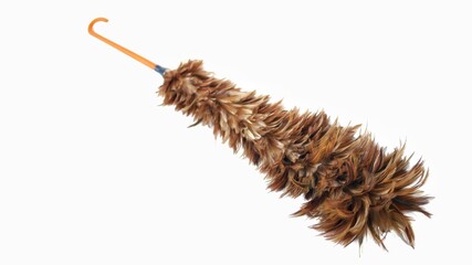 Feather duster isolated on white background
