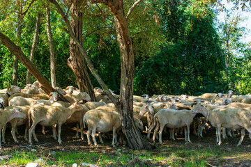 flock of sheep in a field