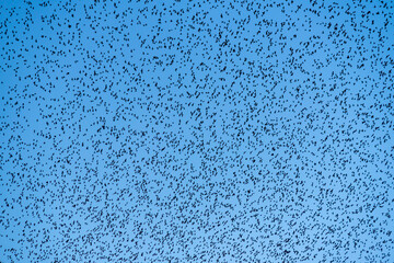 Fototapeta na wymiar Beautiful large flock of starlings (Sturnus vulgaris) in the blue sky. Thousands of starlings make background texture. Silhouettes of birds.
