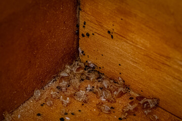 Bed bugs, blood and eggs in the bottom of a dresser draw