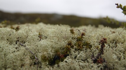 Close-up of moss (Cladonia Stellaris)