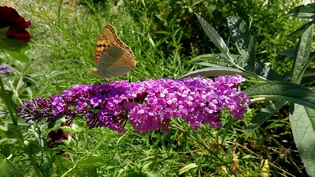 Argynnis pandora butterfly perched on pink purple Buddleja davidii flower