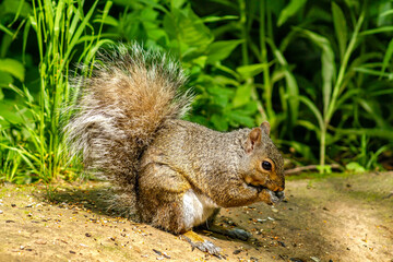 Cute grey squirrel feeding, Ontario, Canada