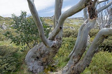 Snow Gum in Thredbo, Snowy Mountain, Australia