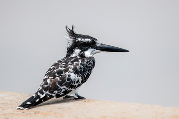 Fototapeta premium Pied kingfisher (Ceryle rudis) sitting in Kruger National Park in South Africa