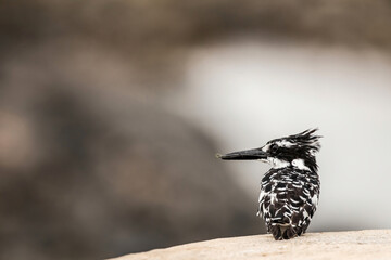 Pied kingfisher (Ceryle rudis) sitting in Kruger National Park in South Africa