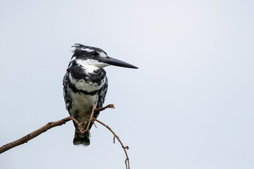 Pied kingfisher (Ceryle rudis) sitting in Kruger National Park in South Africa
