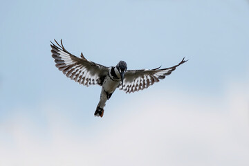 Pied kingfisher (Ceryle rudis) hoovering in Kruger National Park in South Africa