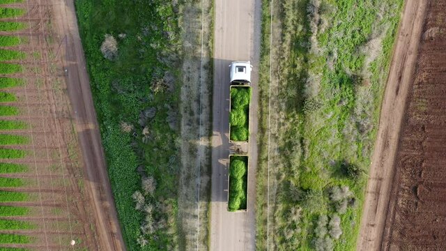 Truck loaded with fresh harvested Parsley, crossing a filed, Aerial view.