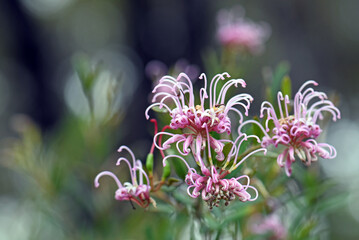 Delicate flowers of the Australian native pink spider flower, Grevillea sericea, family Proteaceae, Sydney, Australia