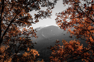 autumn in the forest