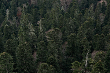 Banner with evergreen trees and plenty of space for text. Neutral forest background. View of green coniferous pine fir and spruce forest from afar.