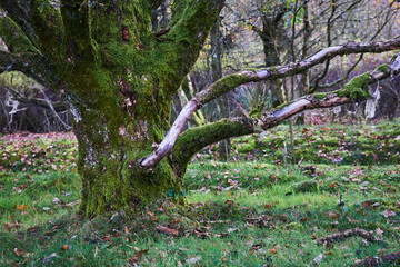 oak tree with brown leafs standing in fieldt near Flyndersoe, Denmark 