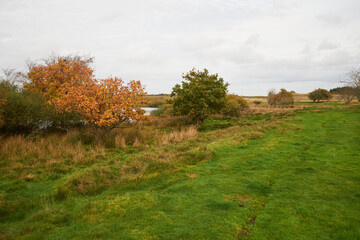 Trees and bushes grow by lake near Flyndersoe lake in Denmark