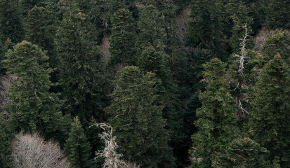 Banner with evergreen trees and plenty of space for text. Neutral forest background. View of green coniferous pine fir and spruce forest from afar.