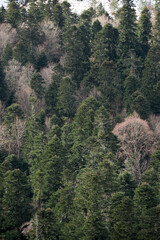 Obraz premium Vertical screen saver with evergreen trees and plenty of space for text. Neutral forest background. View of green coniferous pine fir and spruce forest from afar.