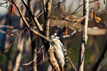 bird on a branch