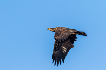 red tailed hawk