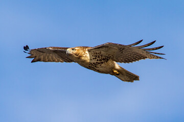 red tailed hawk