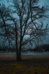 Lonely tree