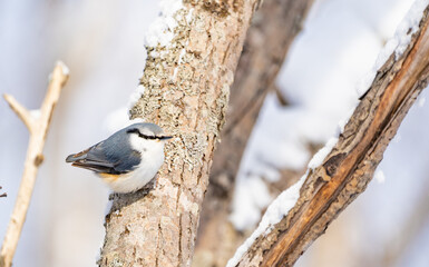 bird in winter forest sits on a tree branch.Nuthatch