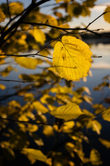 Close-up of a yellow hazel leaf on a twig in autumn time.