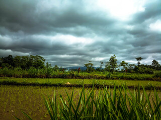 rice field