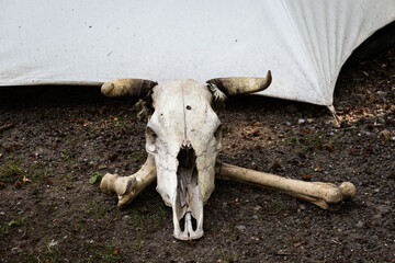 bull skull with bones on the floor 