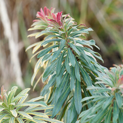 'Ascot Rainbow' Euphorbia martinii or Martin’s Spurge with grey-green foliage with creamy yellow...
