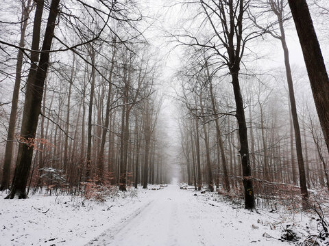 Winterlandschaft im Wald