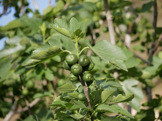 Fruits containing vitamins and minerals. Unripe green figs among the leaves on a tree branch on a sunny spring day. Vegetarian eco-friendly food matures on the sun.