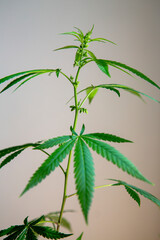 Young new cannabis plant growing. Cannabis in the budding and flowering stage. Male cannabis. Marijuana leaves, cannabis on a blurry background, beautiful background, indoor cultivation