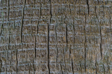 Close-up of gray textured trunk of big Washingtonia palm tree Washingtonia filifera, commonly known as California fan palm in city park Sochi.