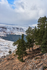 Snow in mountains and green branches and tops of firs and pines. Vertical screensaver of nature and...