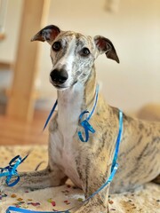 Whippet Geburtstag